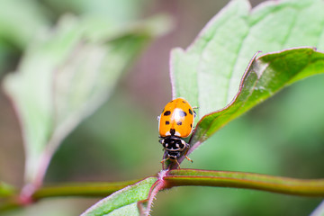 Coccinella macro in primo piano su sfondo verde