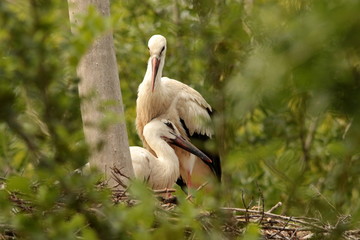 Cigogne et son petit