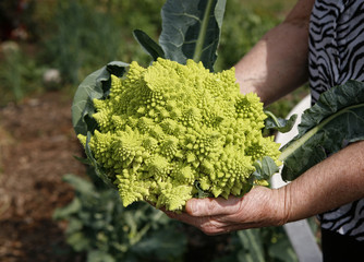 Hands of farmer holding Romanesco cabbage