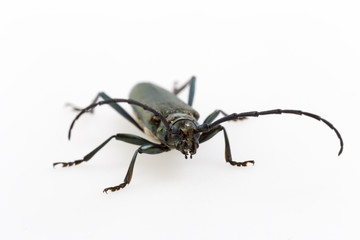 Beetle in Studio