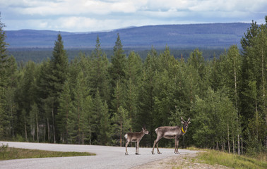 Reindeer in Finish Lapland