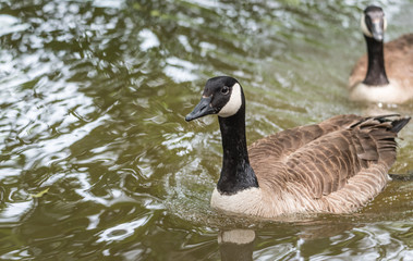 A row of Canada Geese pass by the camera as they swim along the Ottawa River in late Spring. 