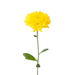 Obraz premium Yellow flower isolated on white background. This has clipping path.