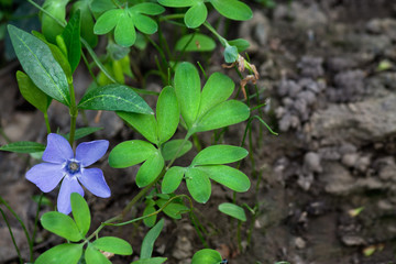 Forest periwinkle flower in the green closeup