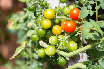 grüne, gelbe und rote Kirschtomaten im Beet