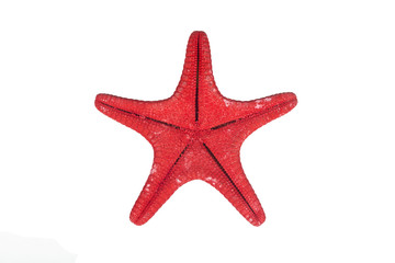 Fototapeta na wymiar One red starfish isolated on white