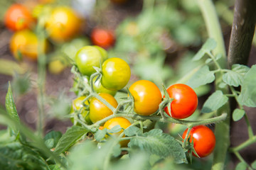 grüne, gelbe und rote Kirschtomaten im Beet
