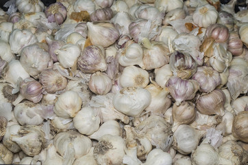 Fresh Garlic Background