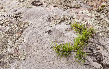 Pine branches in forest on stone