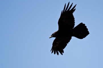 Common Raven Flying in a Blue Sky