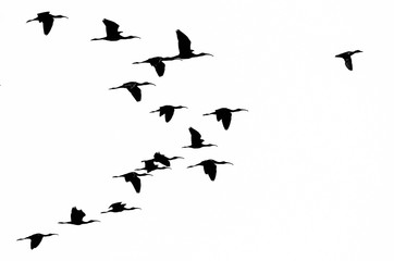 Flock of White-faced Ibis Silhouetted on a White Background