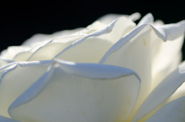 Nature Abstract: Lost in the Gentle Folds of the Delicate White Rose