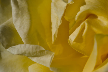 Nature Abstract: Lost in the Gentle Folds of the Delicate Yellow Rose