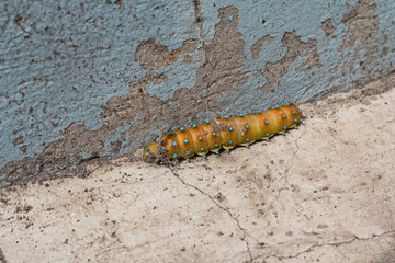 Saturnia pyri caterpillar crawling on the asphalt. Insects