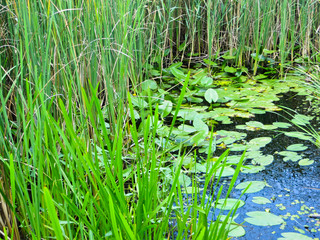 Green reed in a swamp