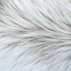 Dog fur texture
