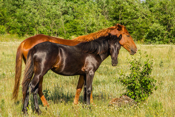 Obraz premium Mare with her colt on pastures, country summer landscape