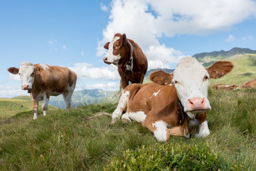 liegende Almk&uuml;he auf der Bergwiese