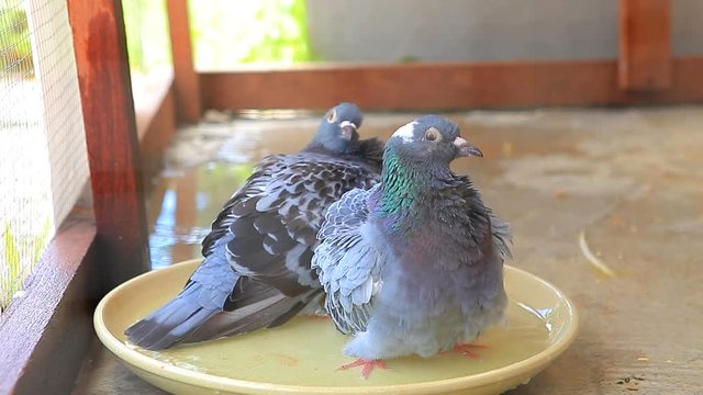 pigeon bird take a bath