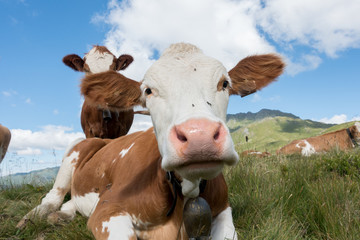 liegende Almkühe auf der Bergwiese
