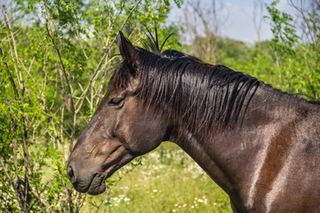 Horse on pastures close-up, country summer landscape