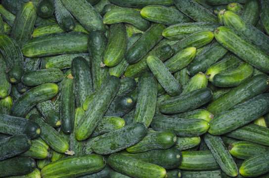 green, cucumbers, on shelf