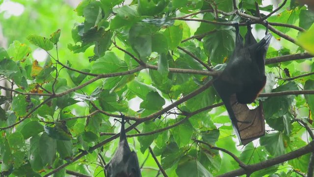 Flying fox hangs on a tree branch and washes