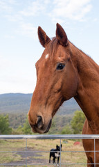 Portrait of chestnut horse in front of gate with black dog and landscape in background