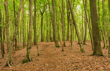 Fototapeta na wymiar Wald Hintergrund Laubbäume Natur Landschaft 
