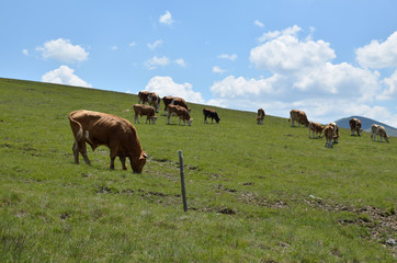 Herd of cows and bulls grazing on pasture on Zlatibor Mountain in Serbia