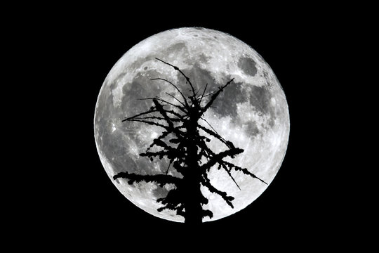 Full Moon dead tree silhouette
