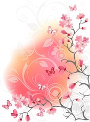 Fototapeta na wymiar cherry blossom tree, white background