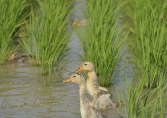 水田の合鴨