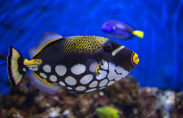 Clown Trigger Fish © kmm7553