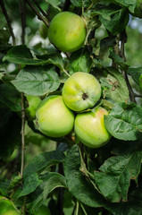 Green apples on the tree