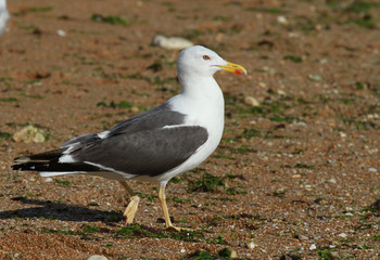goéland brun de profil