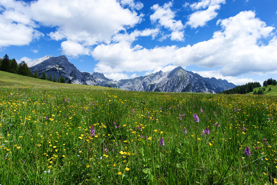 Fototapeta Blooming meadow flowers in spring time with blue sky and cumulus clouds in the Austrian Alps
