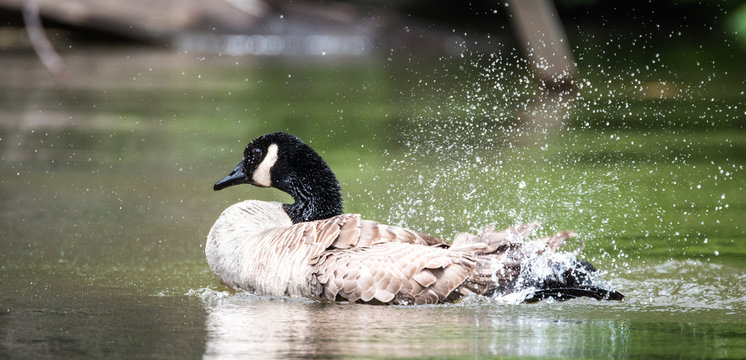 Canada goose loves splashing, thrashing, bathing and frolicking with enthusiasm in the waters of the Ottawa River.