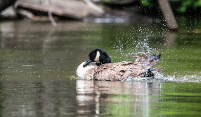 Canada goose loves splashing, thrashing, bathing and frolicking with enthusiasm in the waters of the Ottawa River.