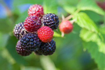 Black raspberry of berries ripening