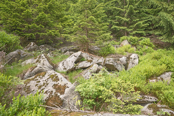Stones with moss and lichen in forest