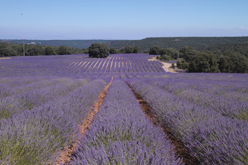Fototapeta na wymiar lavender fields in Spain