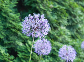 blooming Allium aflatunense in the garden. Blurred background