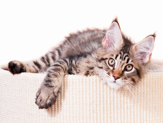 Portrait of domestic black tabby mackerel Maine Coon kitten - 3,5 months old. Cat isolated on white...
