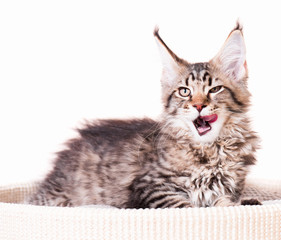 Portrait of domestic black tabby mackerel Maine Coon kitten - 3,5 months old. Cat isolated on white background.
