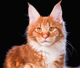 Portrait of domestic red Maine Coon kitten - 6,5 months old. Cat on black background.