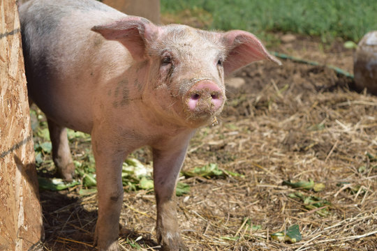Breeding pig on a small farm