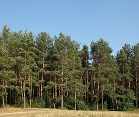 Wall of pine forest, lit by evening sun