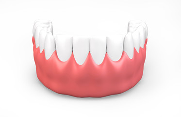 3D illustration of lower gum and teeth.