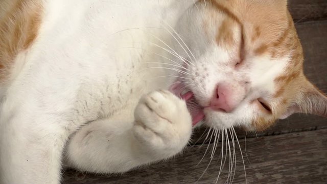 Close up of an adult white cat cleaning himself in slow motion